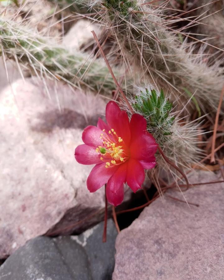 Cabana Flor De Cardon-Juella. Exterior photo